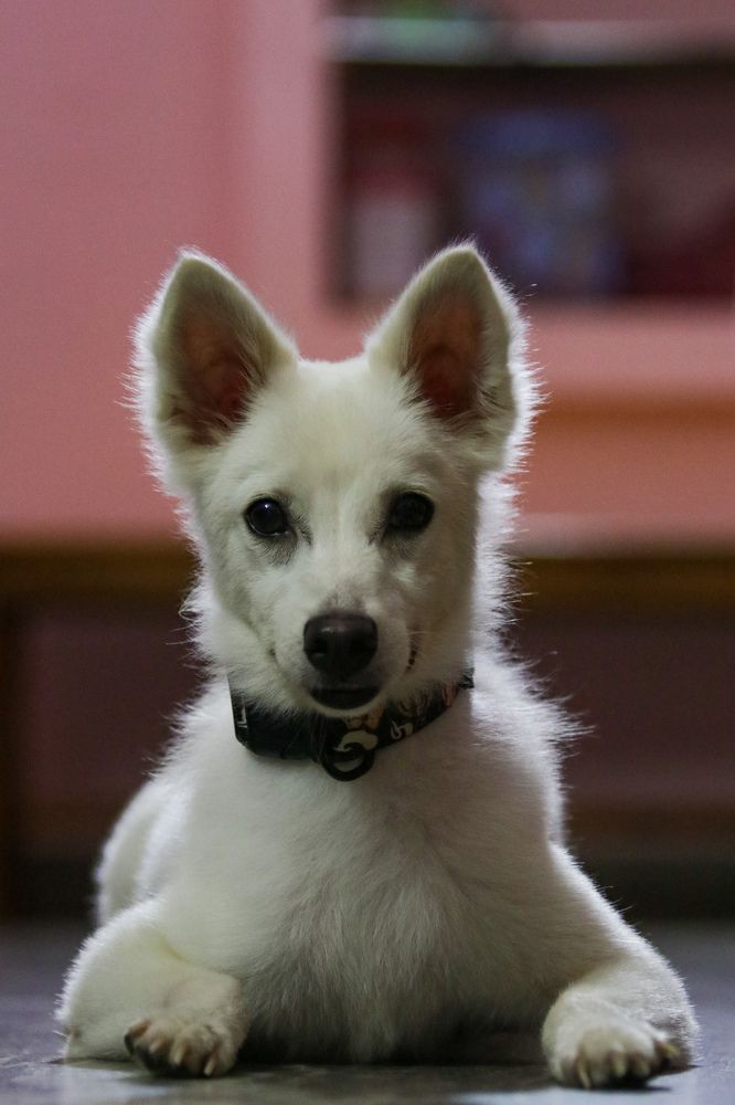 Фотография автора Anantha Rajkumar