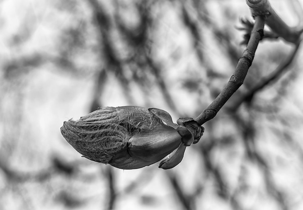 Photograph by Владимир Гамаюнов