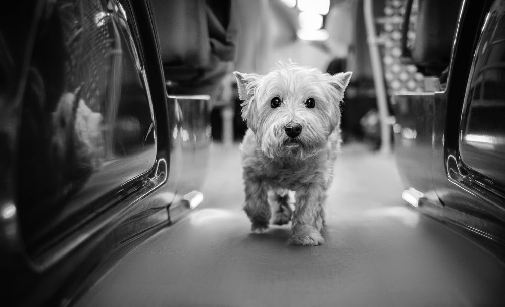 Фотография автора Евгения Тузова