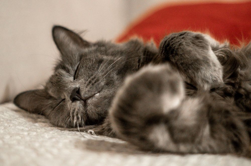 Фотография автора Александр Сенчуров