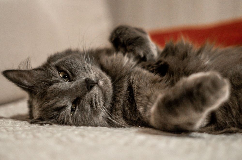 Фотография автора Александр Сенчуров