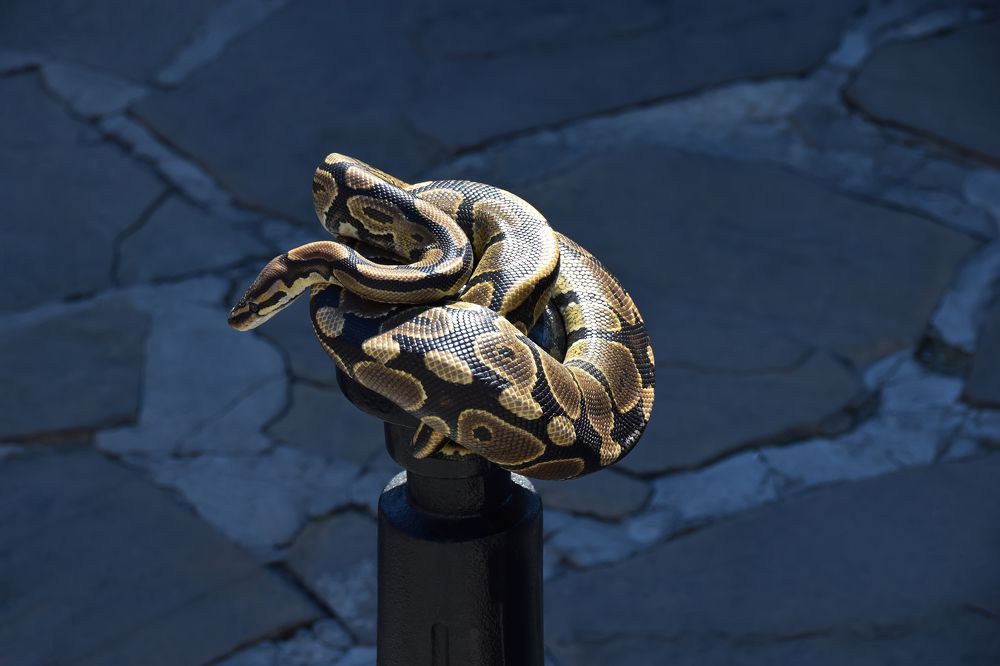 Красавец удав