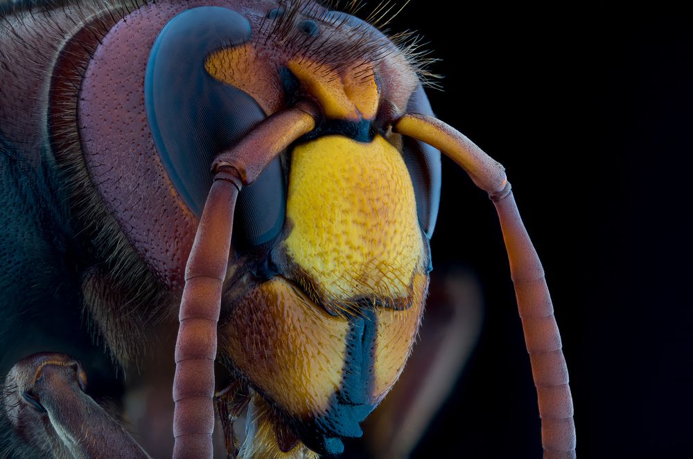 Hornet head European hornet)