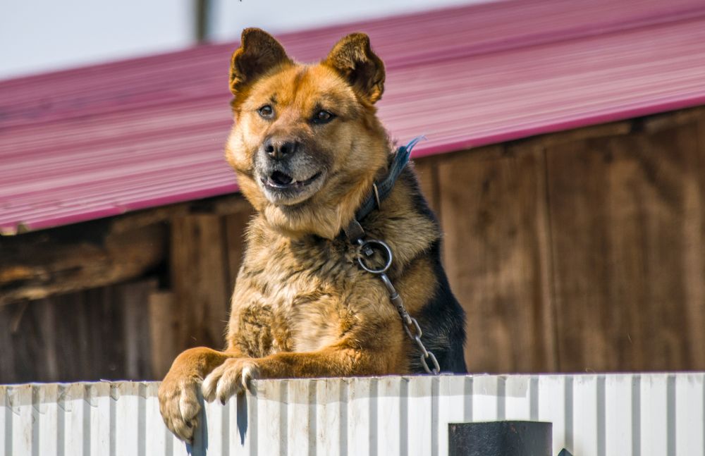 Грозный страж