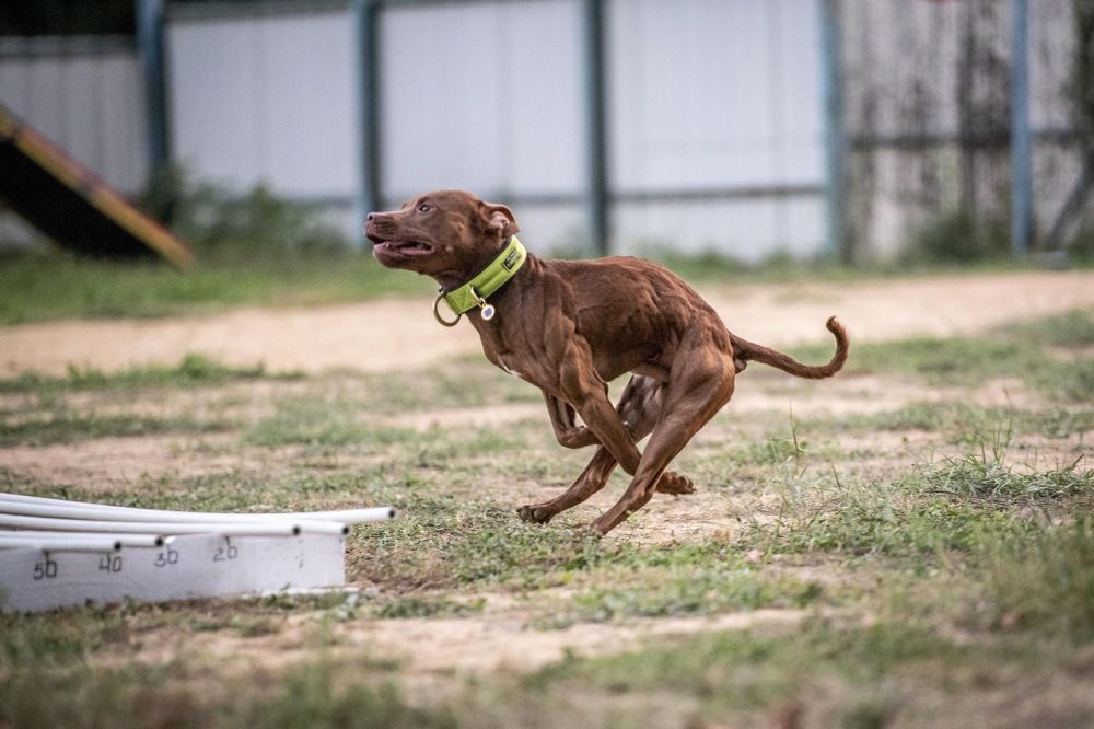 Gremlin The Lord Of Darkness