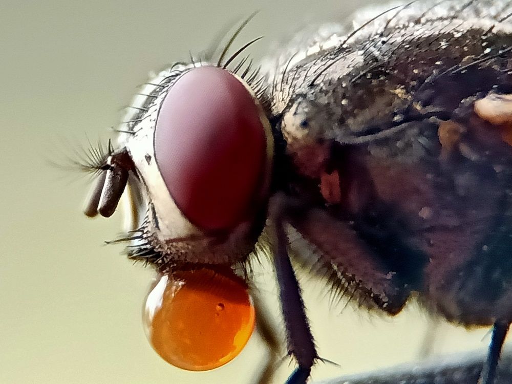 Common House Fly With Bubble On His Mouth