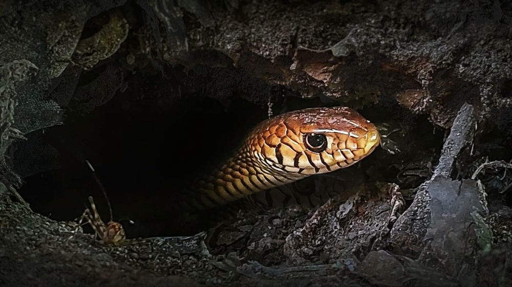 Hide 'n' snake.
