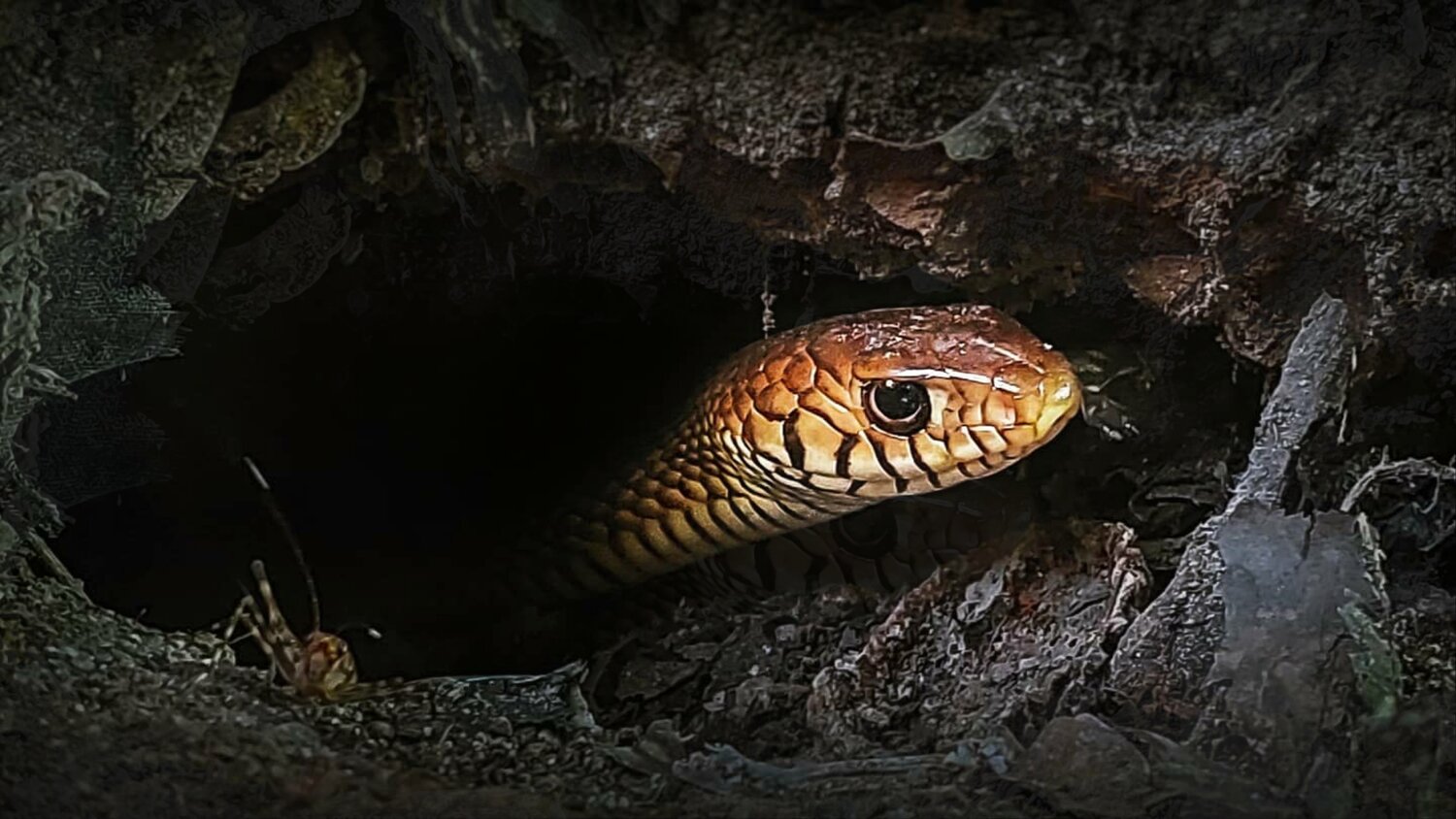 Hide 'n' snake.