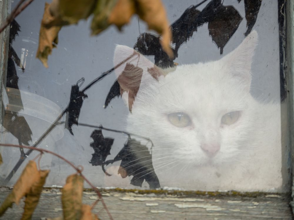 Фотография автора владимир шаронов