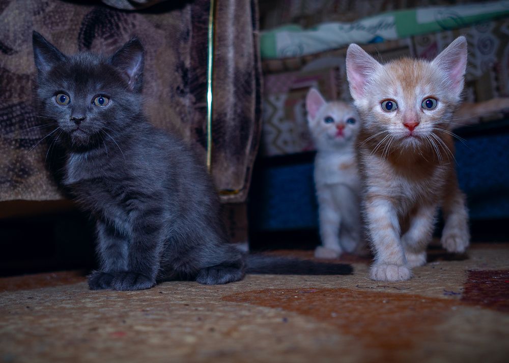 Фотография автора владимир шаронов