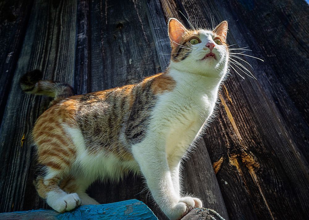 Фотография автора владимир шаронов