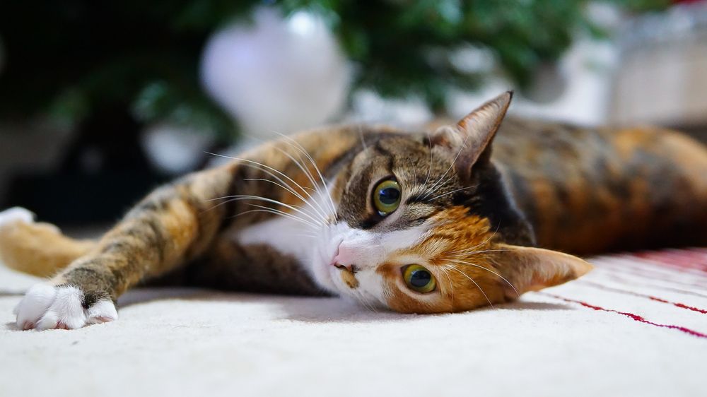 Photograph by Reinhold Seibel