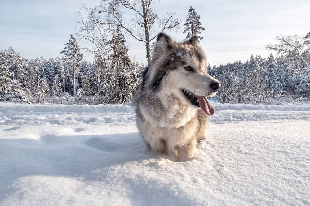 Photograph by Vyacheslav Biryukov