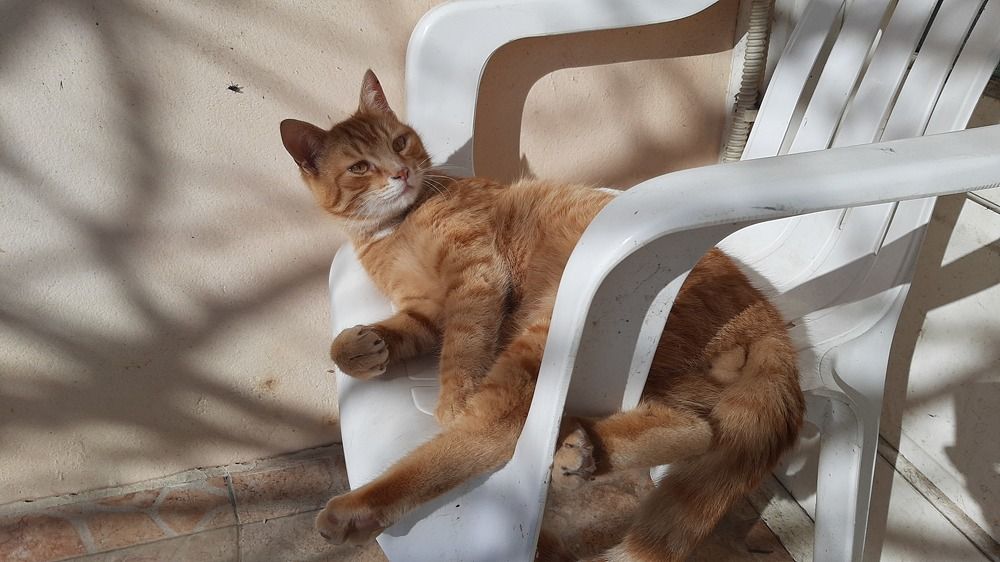 Фотография автора Kreculj Dejan