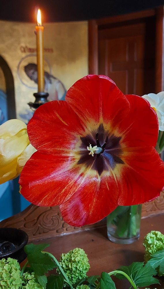 Фотография автора Stevo Dragić