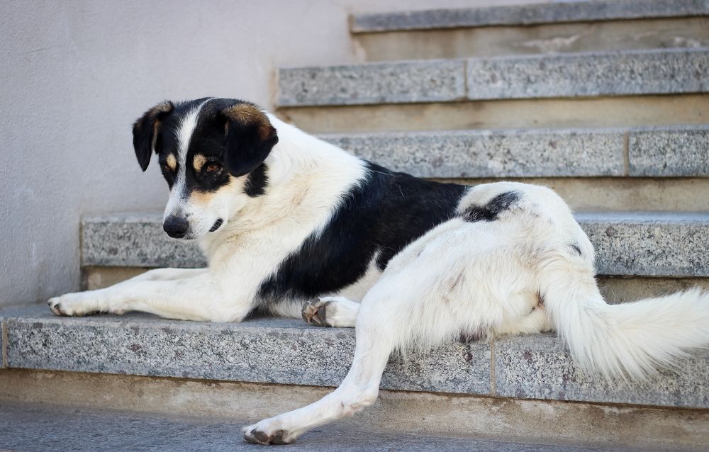 Photograph by iulia falo