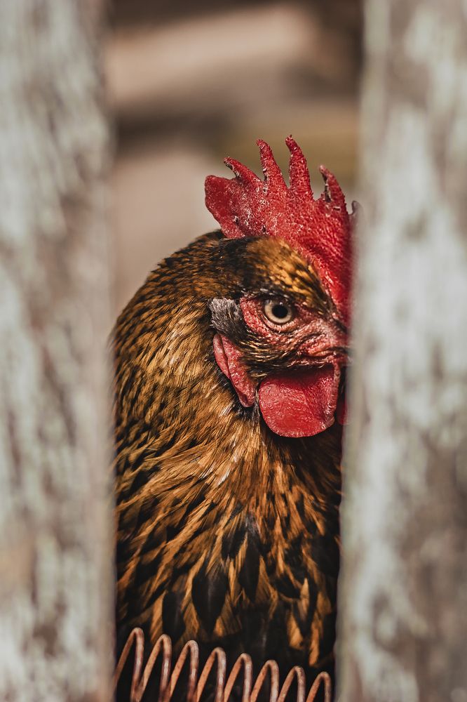 Photograph by Виталий Шкадинов