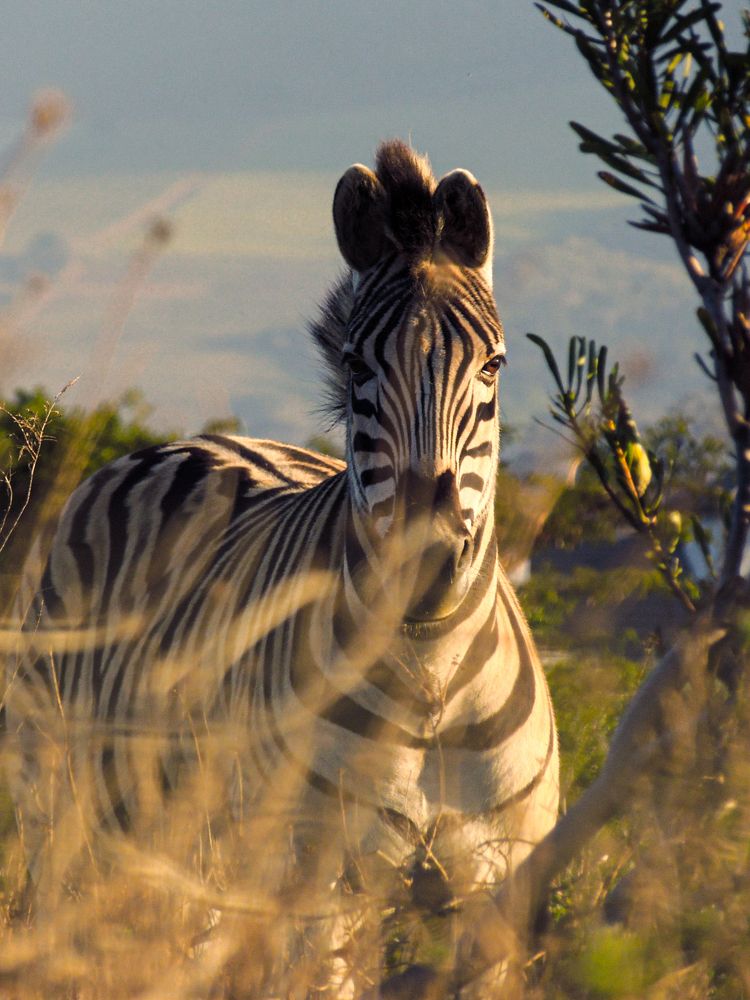 Photograph by Dylan van Vuuren