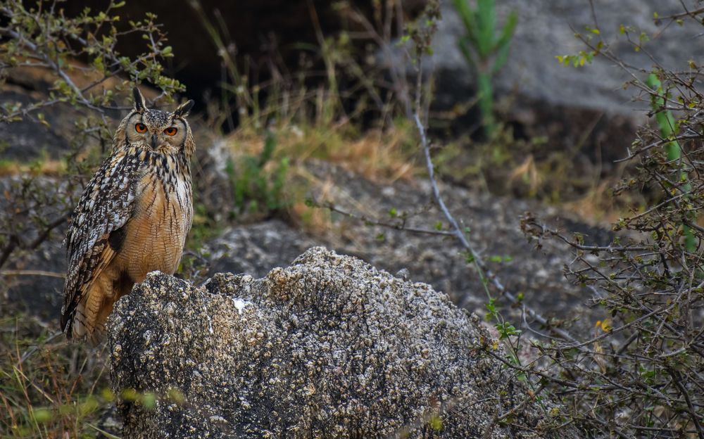 Photograph by Souvick Mukherjee