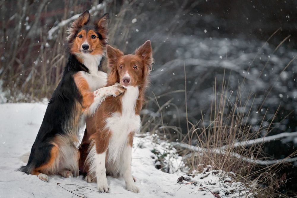 Photograph by Оксана Сироштан