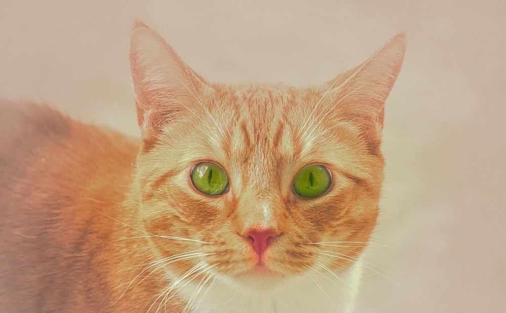 Photograph by Gargee Chowdhury