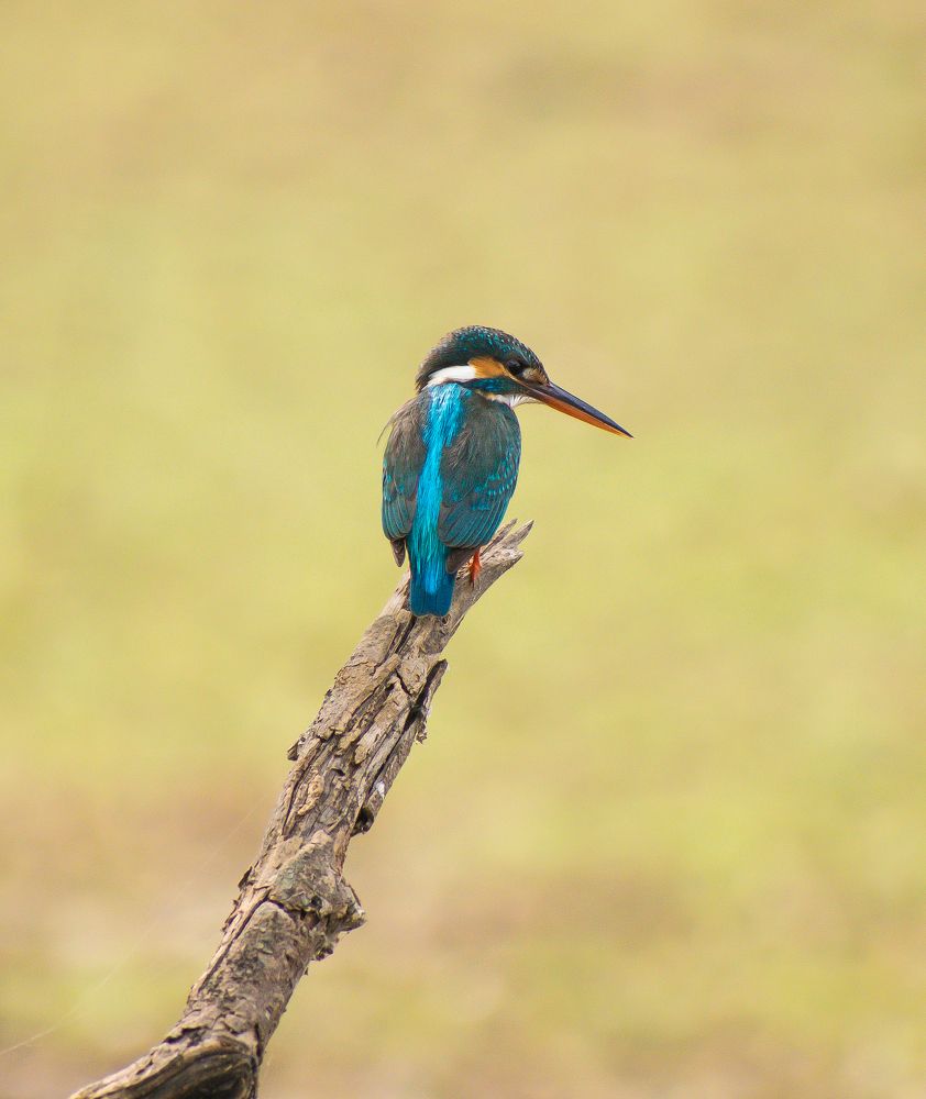Photograph by Abhijit Das