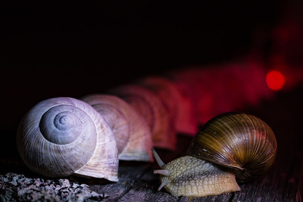 Photograph by ilvars speismanis