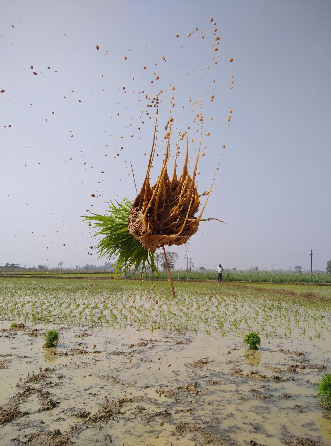 village life photography  This photo Cultivation time