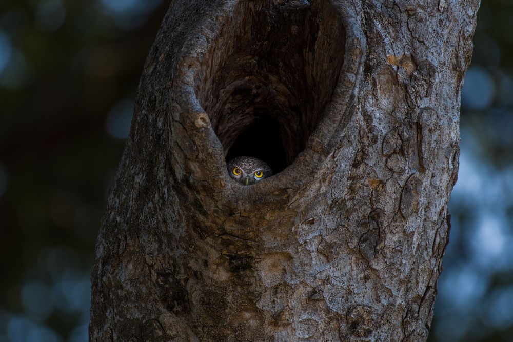 Spotted owlet playing hide and seek with photographer