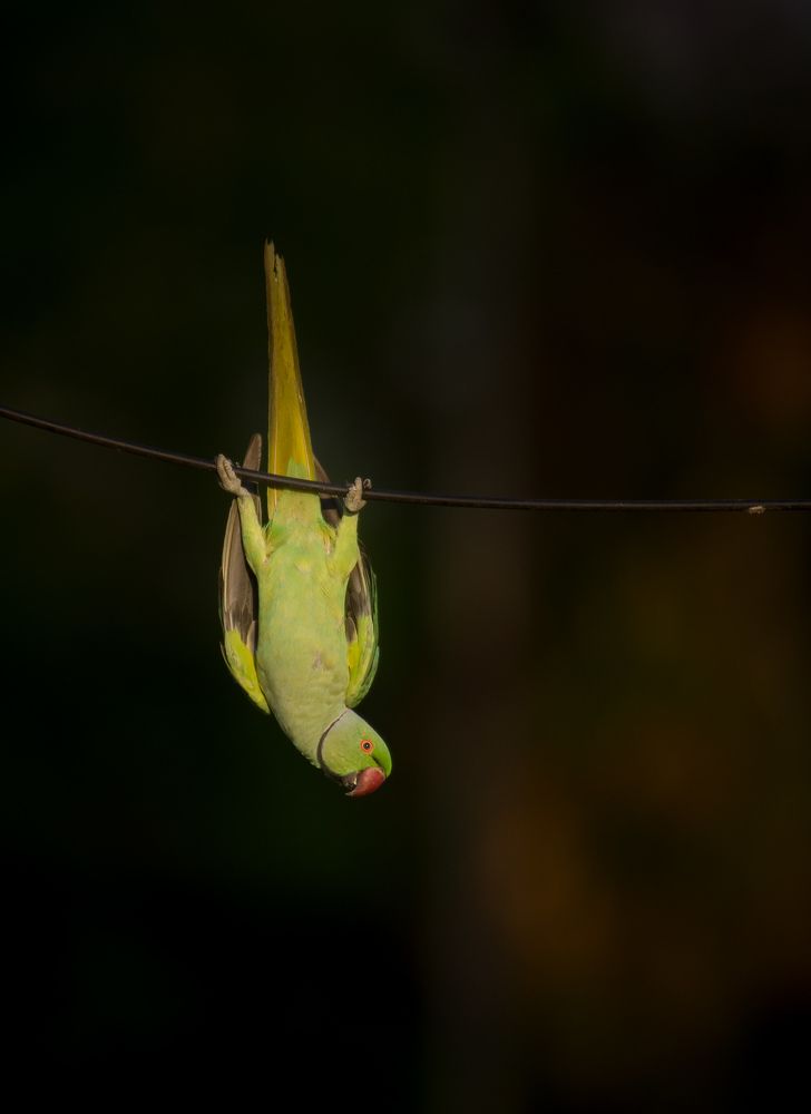 Rose ringed parakeet❤️