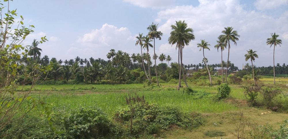 Photograph by B.Dhana sekaran