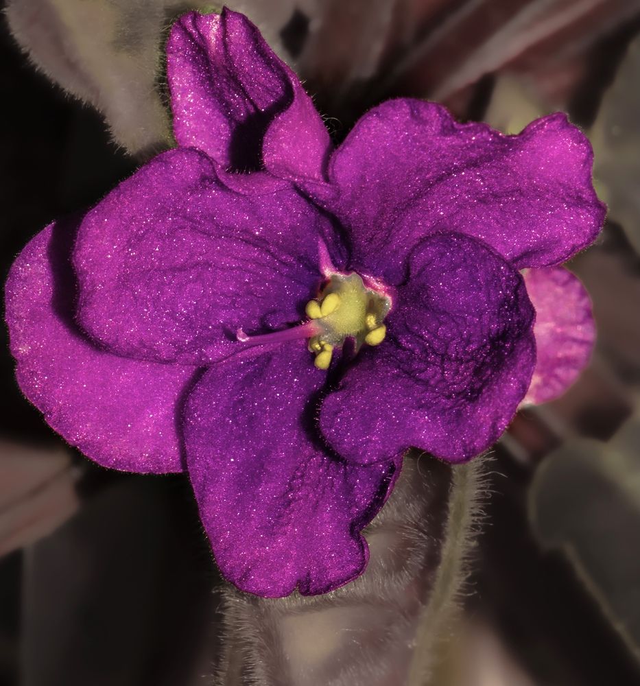 Photograph by Andrei