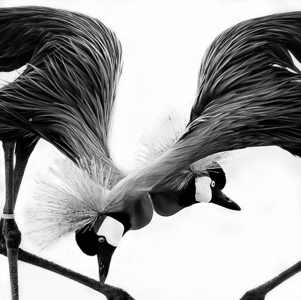 Grey crowned crane