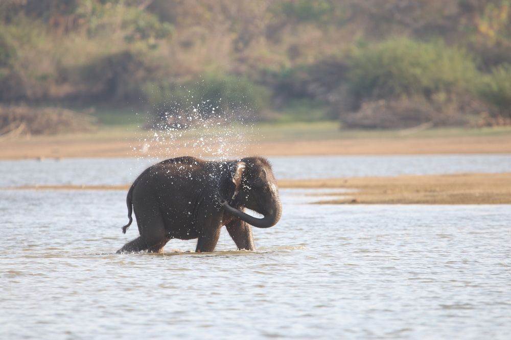 Photograph by Vinay Thallam