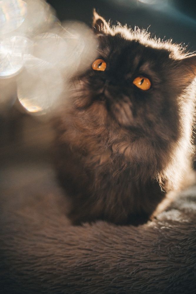 Photograph by Анна Белка