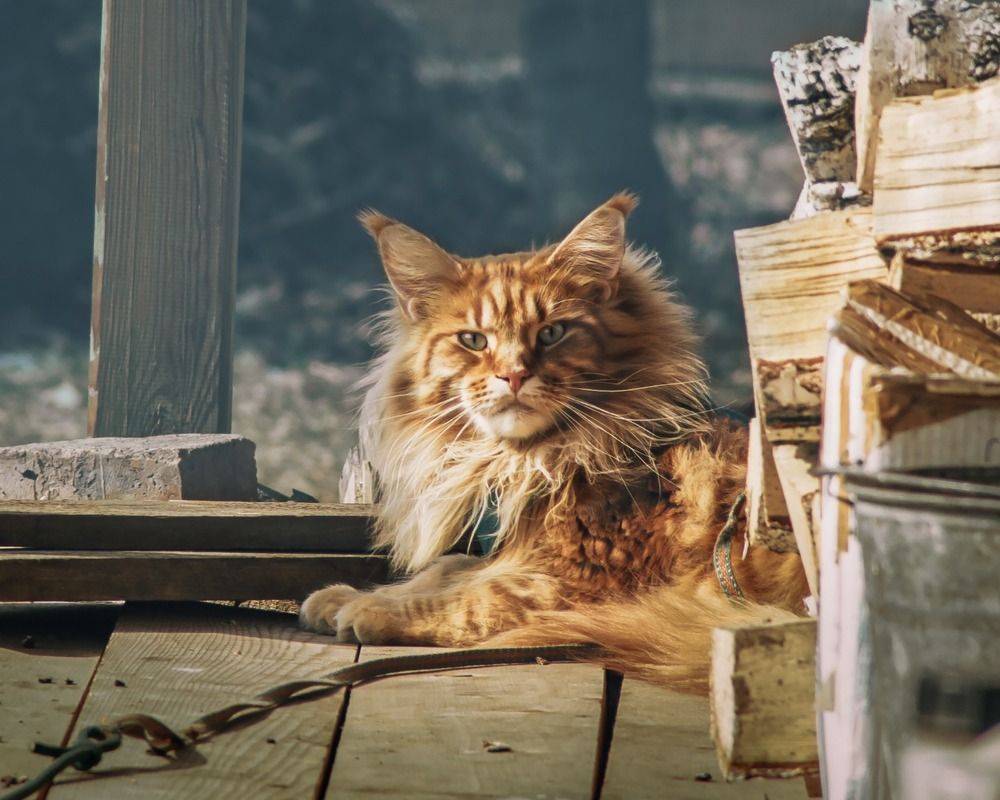 Photograph by Дмитрий Петровский