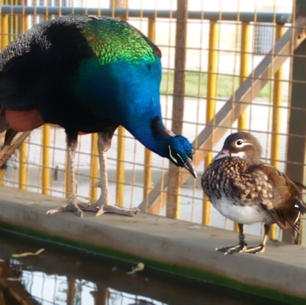 Photograph by SHAHZAD KAZMI