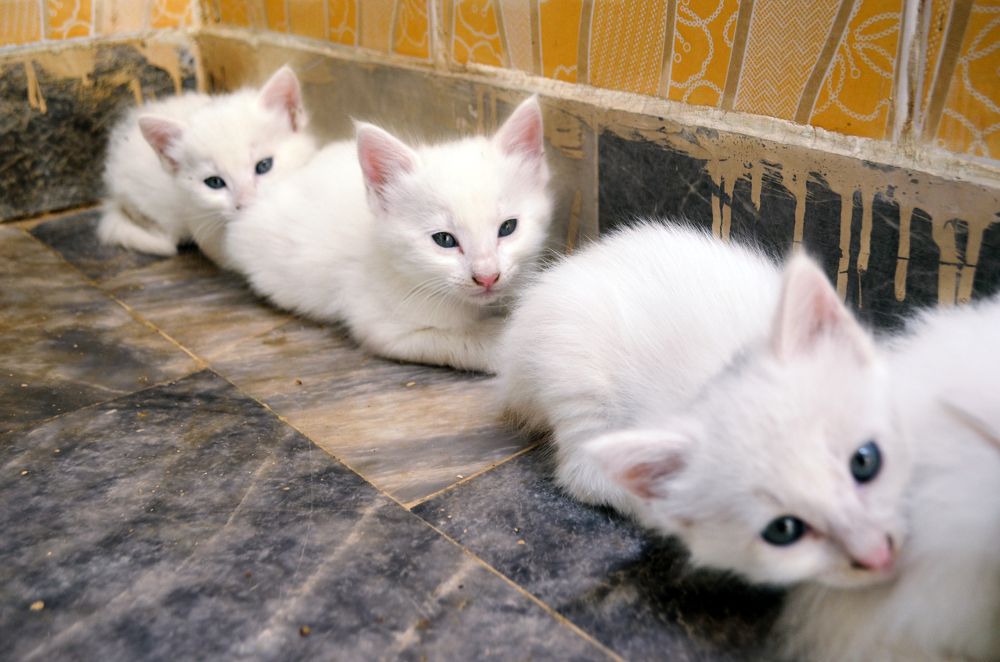 kittens are sitting with a sleepy mood