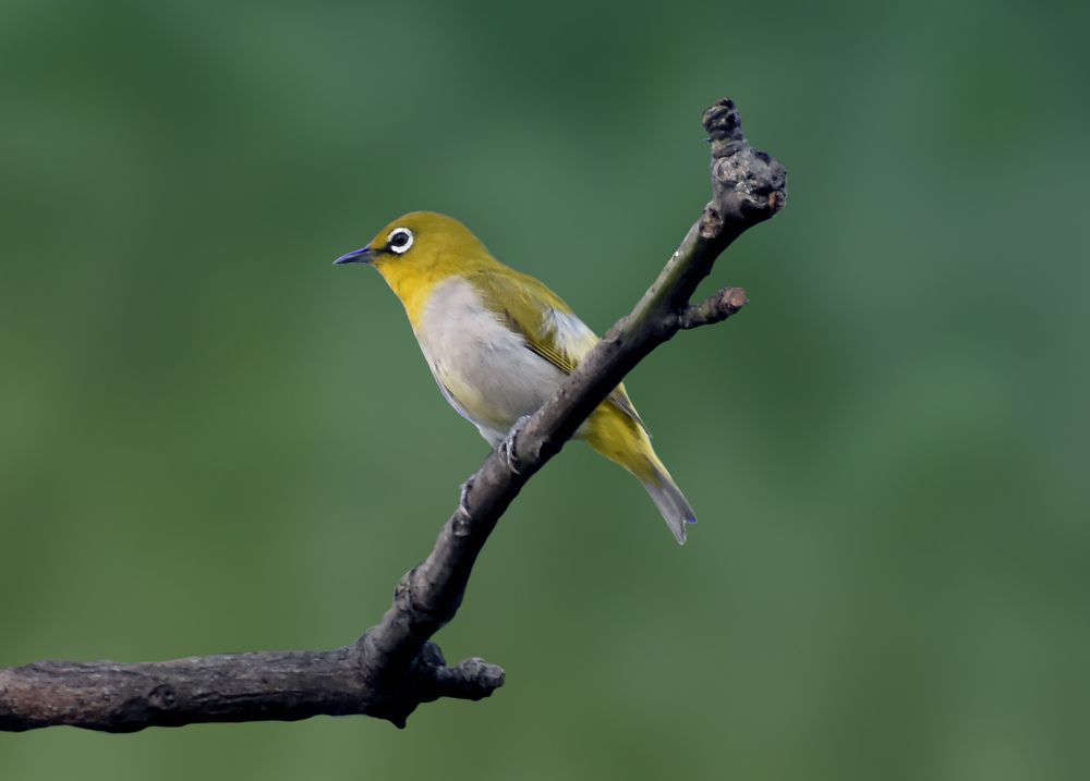 Photograph by Amarjit Mandal