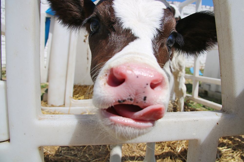 Photograph by Marina Vasilyeva