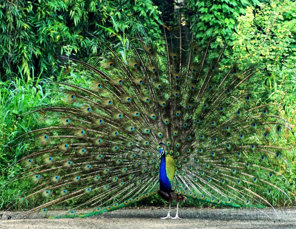 Photograph by Manish (Valmie) Joshi