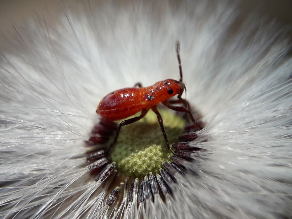 Mobile macro insects in flowers