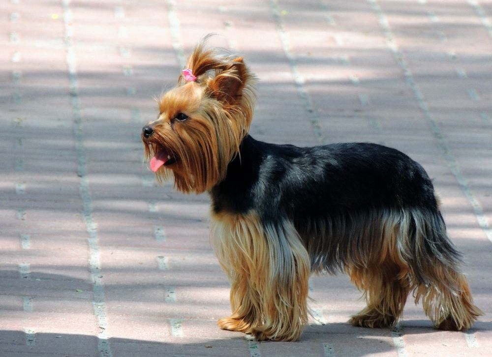 Фотография автора Роман Савоцкий