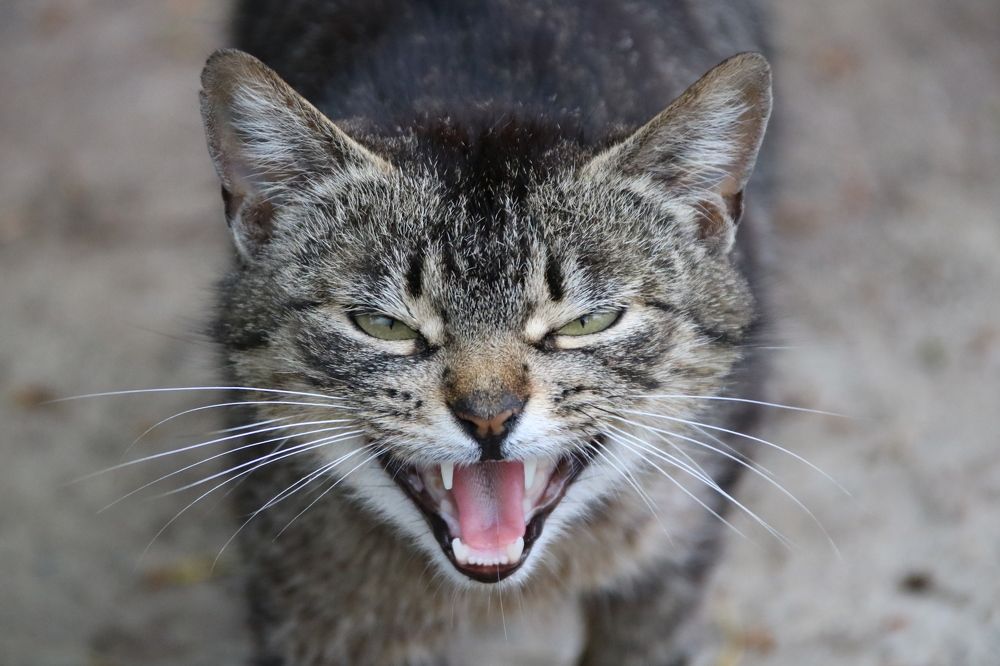 Photograph by Marina Vasilyeva