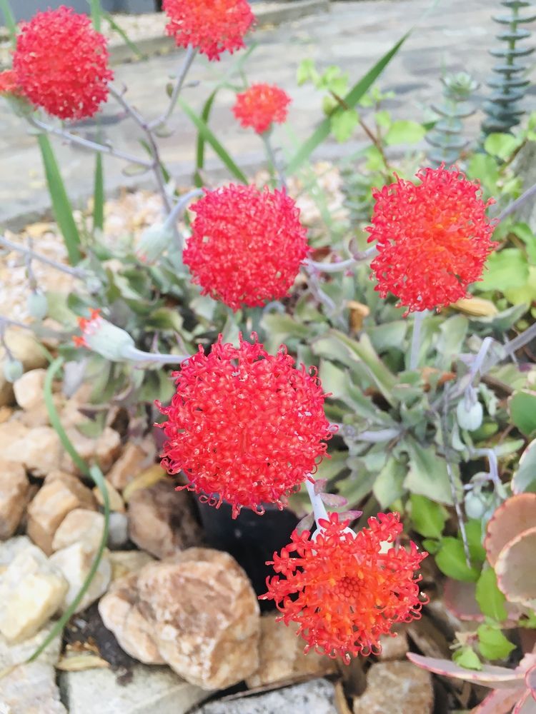 Photograph by Pierre Pienaar