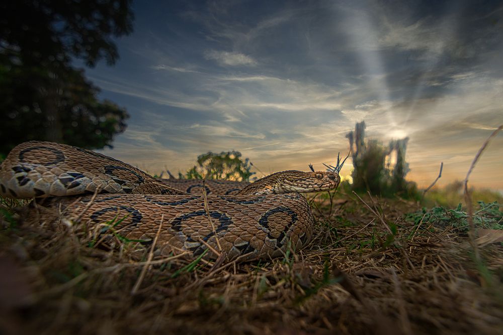 Viper on sunset