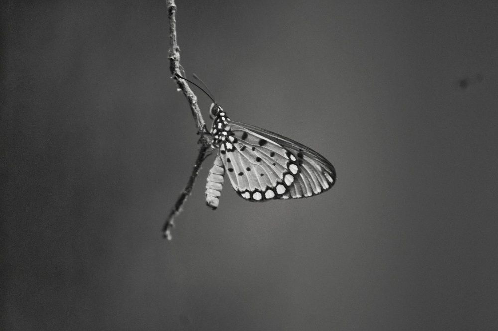 My click
