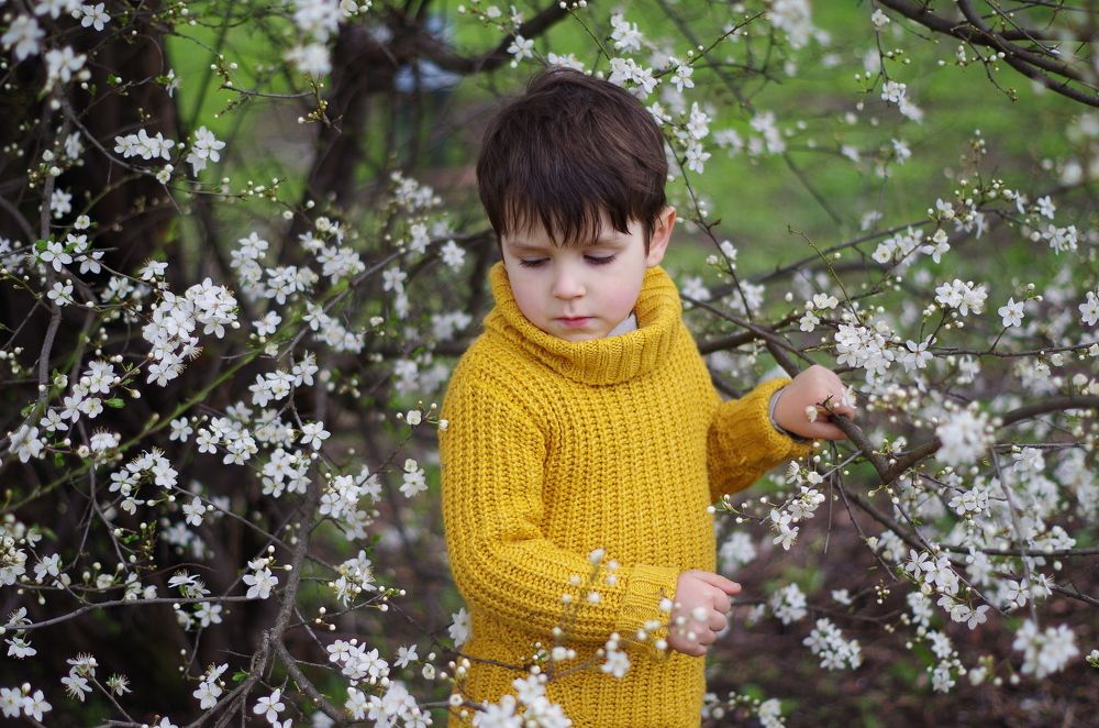 Варлам у цветущей алычи
