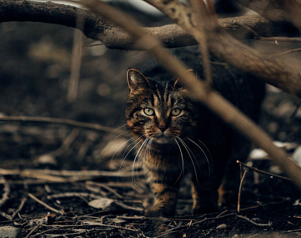 Photograph by Ирина Шевакова