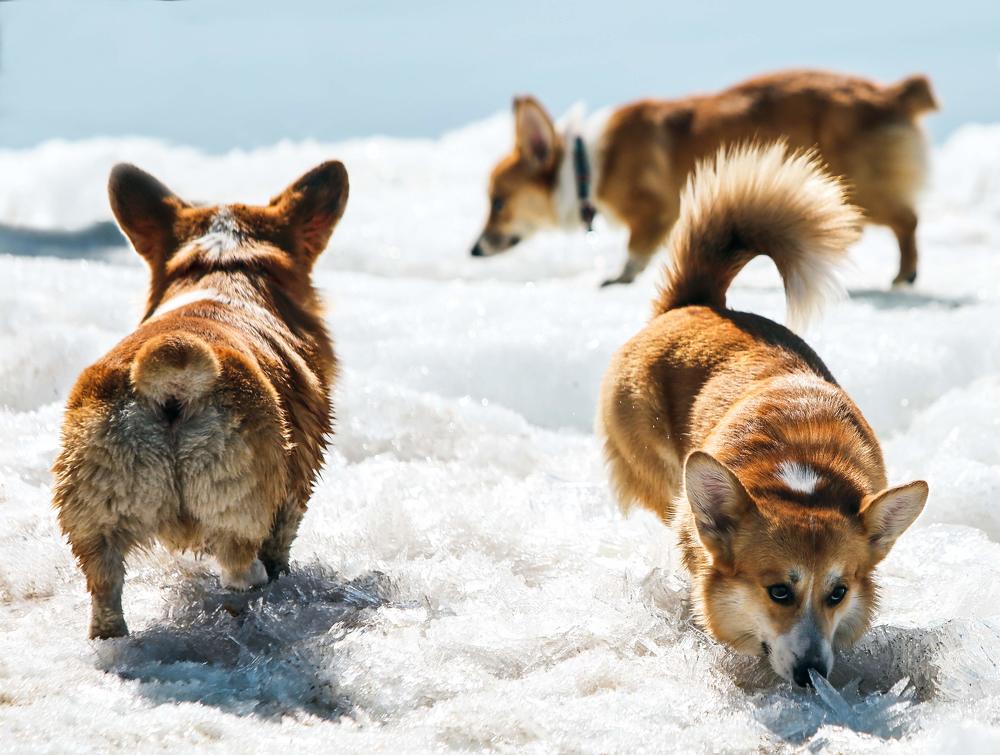 Photograph by Ирина Шевакова